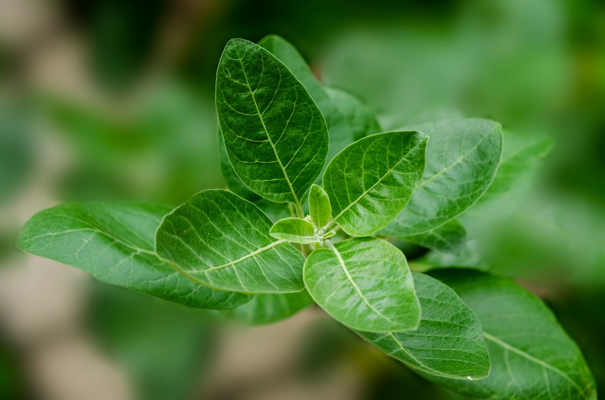 Quel moment pour prendre de l'ashwagandha ? 